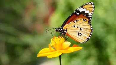 Photo of O que as borboletas comem e como você pode atraí-las para o seu jardim?