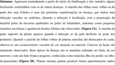 Photo of O que causa a peste Halo? Tratamento da praga Halo em plantas de feijão