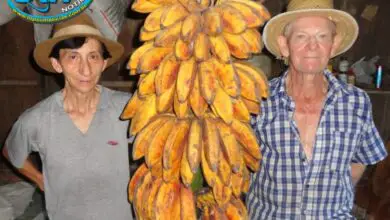 Photo of O que é a abóbora de banana: Como cultivar a abóbora de banana