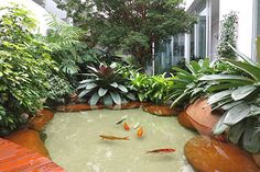 Photo of O que é a aquapónica, porquê e como criar um jardim aquático?