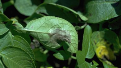 Photo of O que é a batata late blight – Como tratar a batata late blight