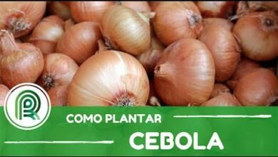 Photo of O que é a cebola doce – Descubra o cultivo da cebola doce