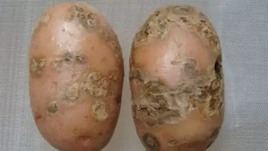 Photo of O que é a doença da casca da batata? Dicas para o tratamento da sarna na batata