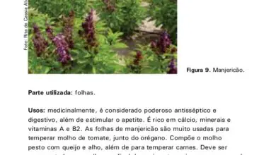Photo of O que é a Rainha do Manjericão de Sabá: Como cultivar as ervas da Rainha de Sabá