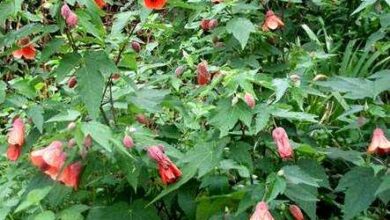 Photo of O que é Abutilon