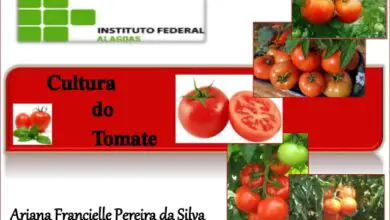Photo of O que é bolor de tomate? – Manuseamento de tomates com bolor