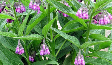 Photo of O que é comfrey: Informações sobre o cultivo de plantas comfrey