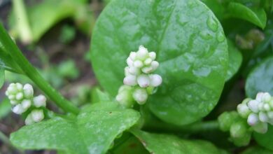 Photo of O que é espinafre malabar: Dicas para o cultivo e uso do espinafre malabar