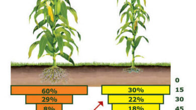 Photo of O que é gesso agrícola e seus benefícios para o solo?