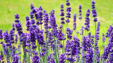 Photo of O que é Lavanda Grosso – Como cultivar Lavanda Grosso.