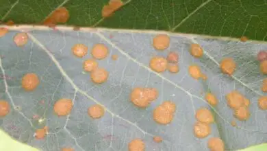 Photo of O que é mancha de folhas de algas