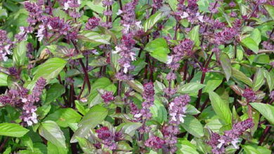 Photo of O que é manjericão azul? Cultivo de plantas de manjericão com especiarias azuis