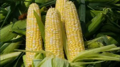 Photo of O que é milho amassado? Plantio de milho amassado no jardim