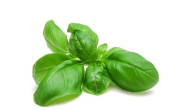 Photo of O que é Nufar Basil – Informações sobre o cuidado das plantas de Nufar Basil