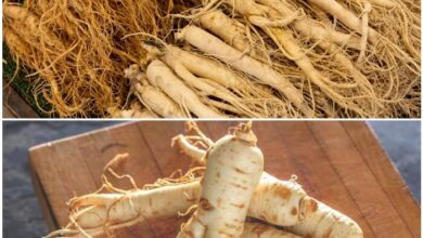 Photo of O que é o Ginseng asiático – Saiba como cultivar plantas de Ginseng coreano