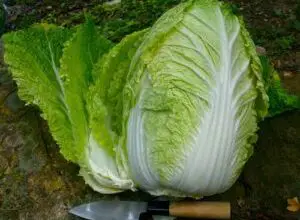 Photo of O que é Oscard-Lettuce: Aprenda a cultivar plantas Oscard-Lettuce
