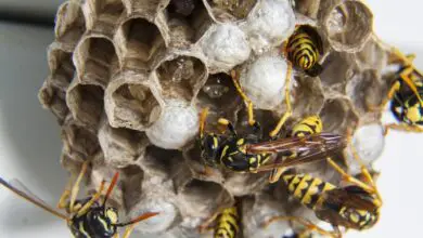 Photo of O que é que as vespas comem? Eles são bons para o seu jardim?
