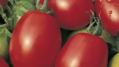 Photo of O que é um tomate branco «Rainha»? – Dicas para cultivar o tomate rainha branca.