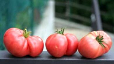 Photo of O que é um tomate Brandywine? – Dicas para o cultivo do Brandywine Pink Tomate