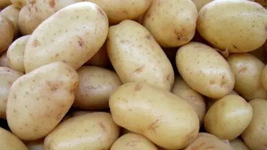 Photo of O que é uma verdadeira batata de semente: Aprenda a cultivar batatas de semente