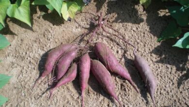 Photo of O que é varíola de batata-doce? Saiba mais sobre a podridão do solo da batata-doce