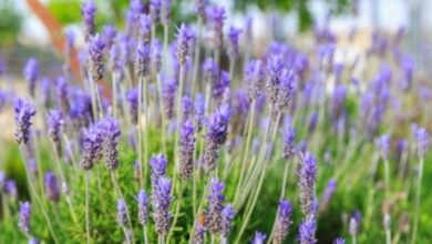 Photo of O que fazer com a lavanda lenhosa: Dicas para a poda de plantas de lavanda lenhosa