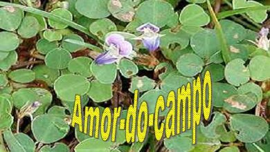 Photo of O que fazer com as plantas do amor: os benefícios da erva do amor