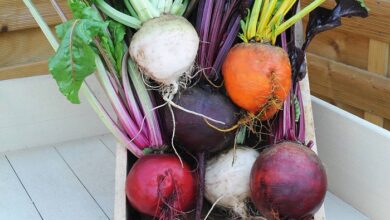 Photo of O que são beterrabas açucareiras? Usos e cultivo da beterraba sacarina