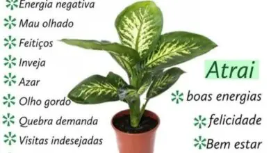 Photo of O que são plantas medicinais? Jardinagem com plantas medicinais
