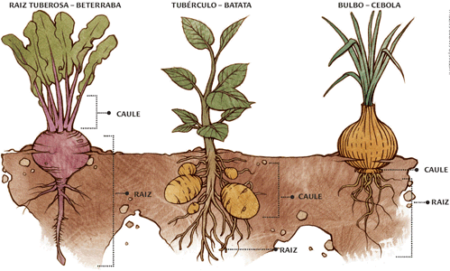 Photo of O que são raízes tuberosas?