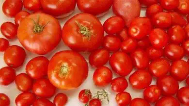 Photo of O que são tomates de trabalho? Os diferentes tipos de tomate de groselha