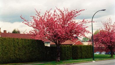 Photo of O Schinus terebinthifolius é uma árvore ideal para jardins e estranhos.