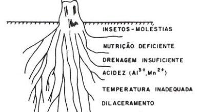 Photo of O solo ideal para o crescimento das plantas