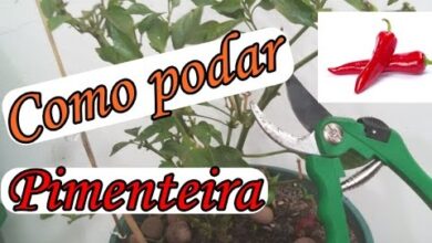 Photo of O tamanho dos pimentos é útil? Como podar pimenteiras