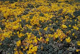 Photo of O tojo-provençal, o tojo com pequenas flores