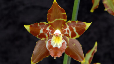 Photo of Odontoglossum spectatissimum