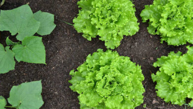 Photo of Onde colocar um jardim: escolher a localização de uma horta