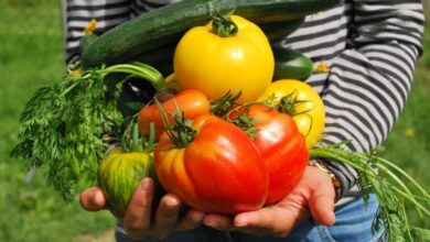 Photo of Onde plantar frutas e legumes na horta