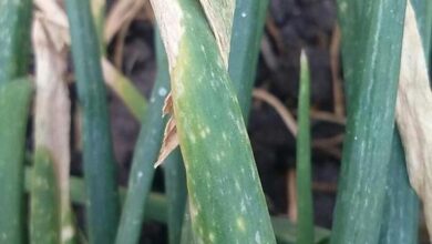 Photo of Onion Leaf Blight Botrytis – Tratamento Onion Blight Botrytis para cebolas