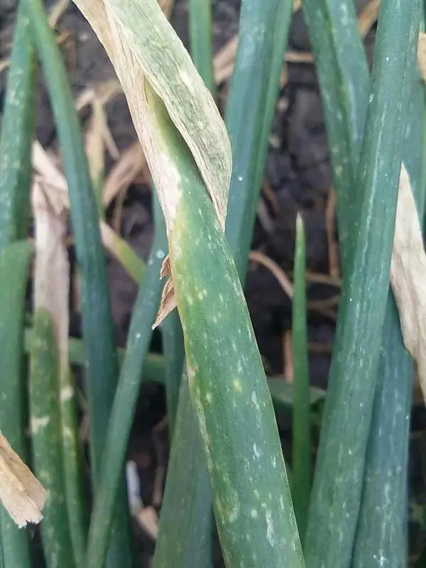 Onion Leaf Blight Botrytis Tratamento Onion Blight Botrytis para