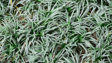 Photo of Ophiopogon , Barba de cobra, Barba de Dragão