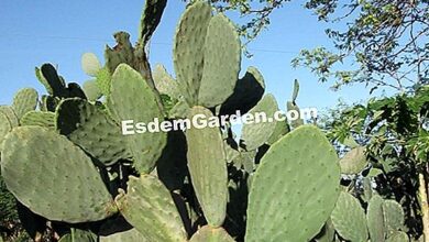 Photo of Opuntia microdasys Cacto de raquete, orelha de coelho