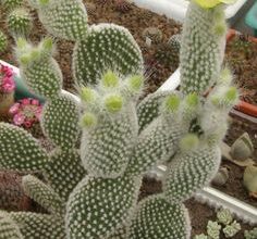 Photo of Opuntia microdasys ou Angel Wings produtos para tratamento de plantas