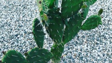 Photo of Opuntia spinulifera ou Nopal squirrel plant care