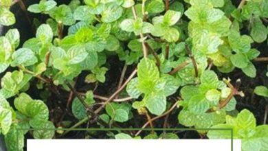 Photo of Orange Mint Care: Dicas para o cultivo de Ervas de Hortelã Laranja