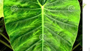 Photo of Orelha de elefante, Alocasia enraizada, Taro gigante