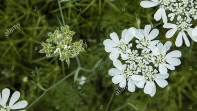 Photo of Orlaya grandiflora Orlaya grande fleur