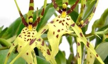 Photo of Orquídea Brassia Araña