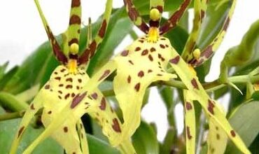 Photo of Orquídea Brassia Araña