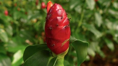 Photo of Orquídea de Gengibre